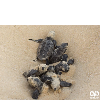 گونه لاکپشت پوزه عقابی Hawksbill Turtle